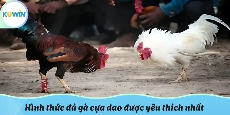Hình thức đá gà cựa dao được yêu thích nhất