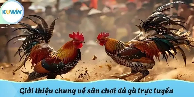 Giới thiệu chung về sân chơi đá gà trực tuyến