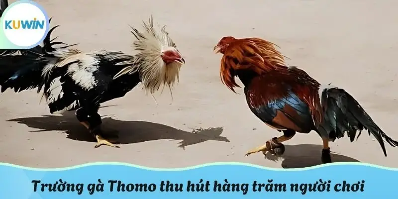 Trường gà Thomo thu hút hàng trăm người chơi