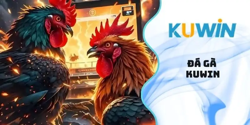 Đá Gà Kuwin